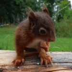 squirrly_03