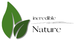 WordPress – Content Management